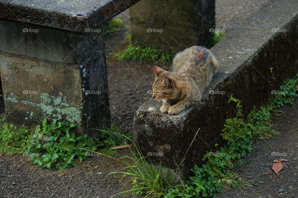 A cat sits at a roadside table in Hana Hawaii