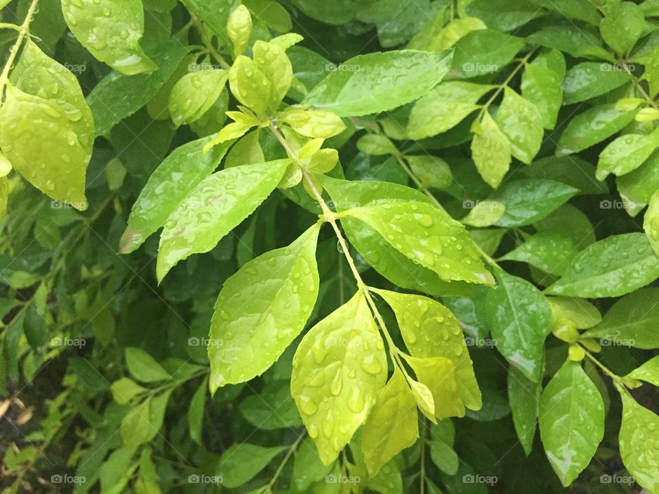 Leaf, Flora, Nature, Growth, Summer