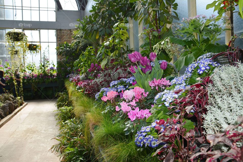 Colorful beautiful flowers inside the Winter Garden 