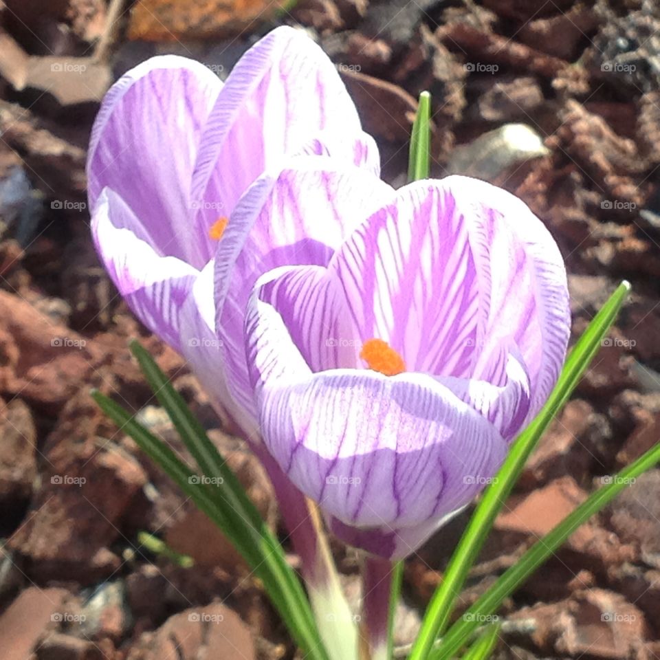 Beautiful purple flowers blooming for the start of Spring.