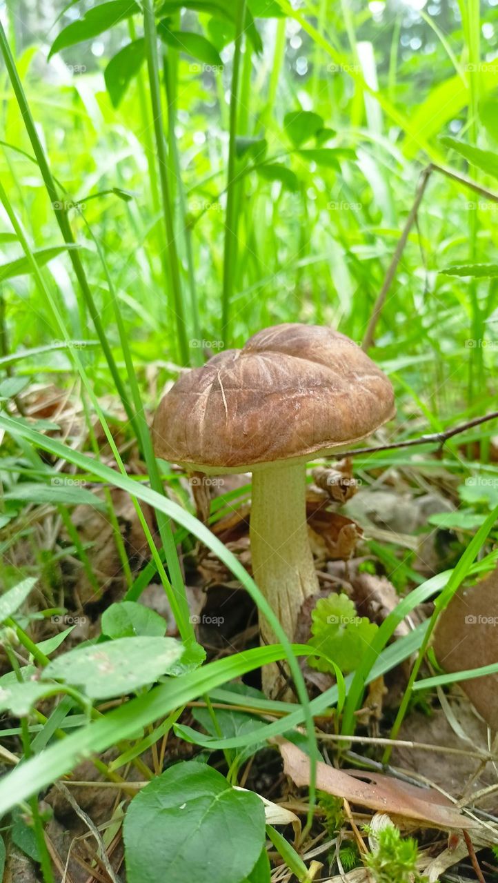 Mushroom magic, mushrooms, hats,summer,warmth,forest, mushrooms grow, mushroom kingdom, green grass, birch bark