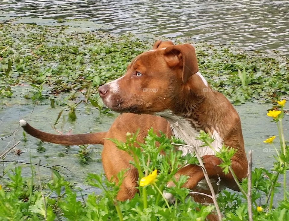 A puppy standing in the water of a pond with wildflowers in spring looking over at something