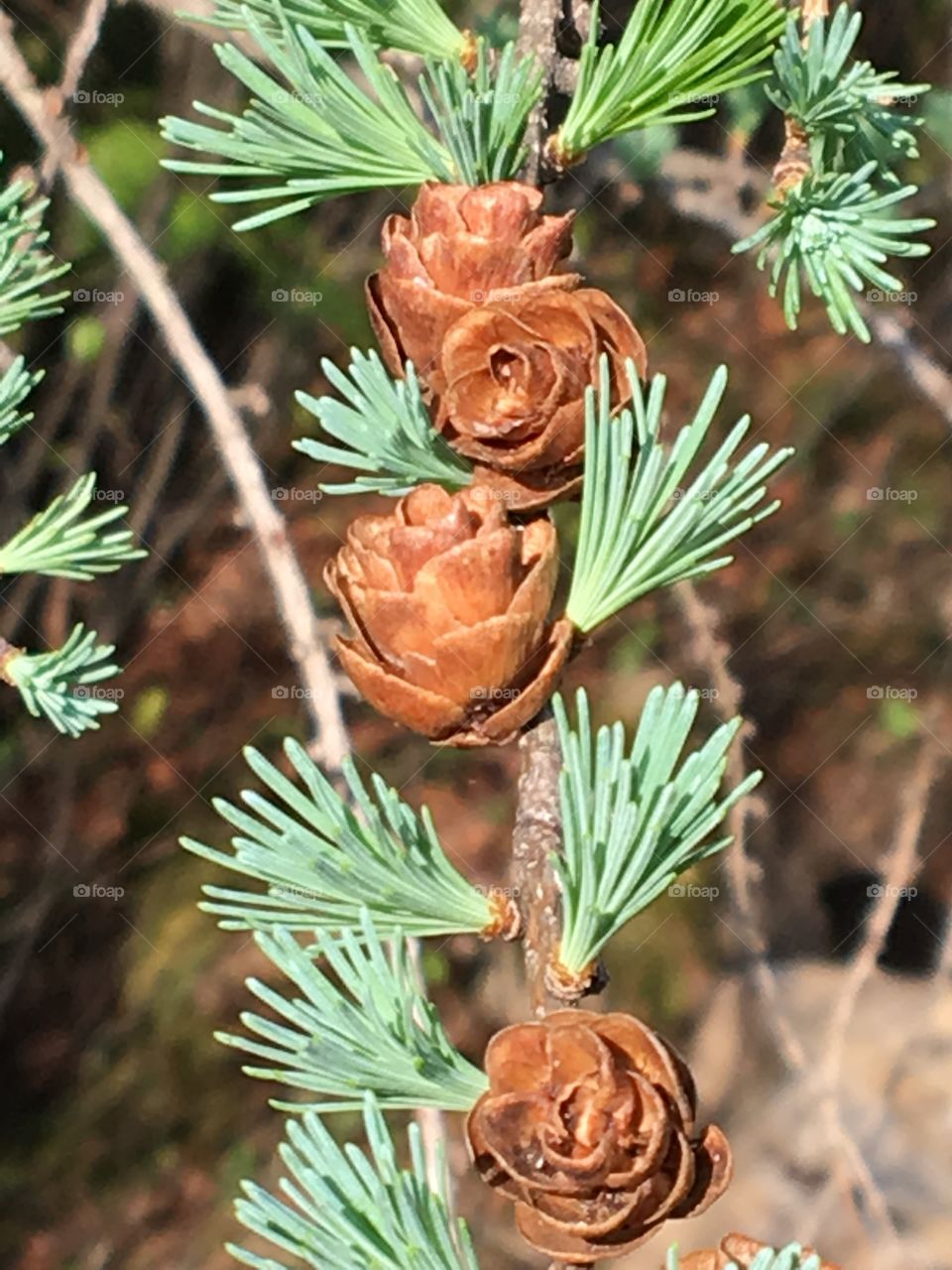 Evergreens with cone roses