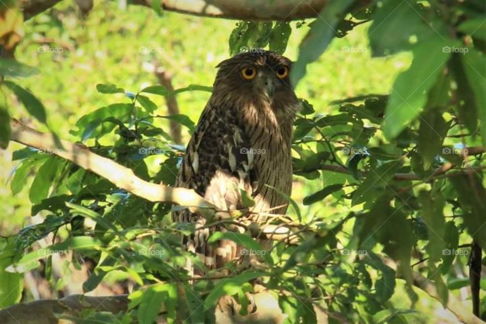 Birds in the jungle # for birds lovers