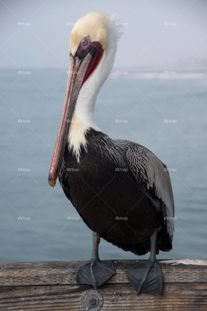 Pelican sitting on the pier at the ocean