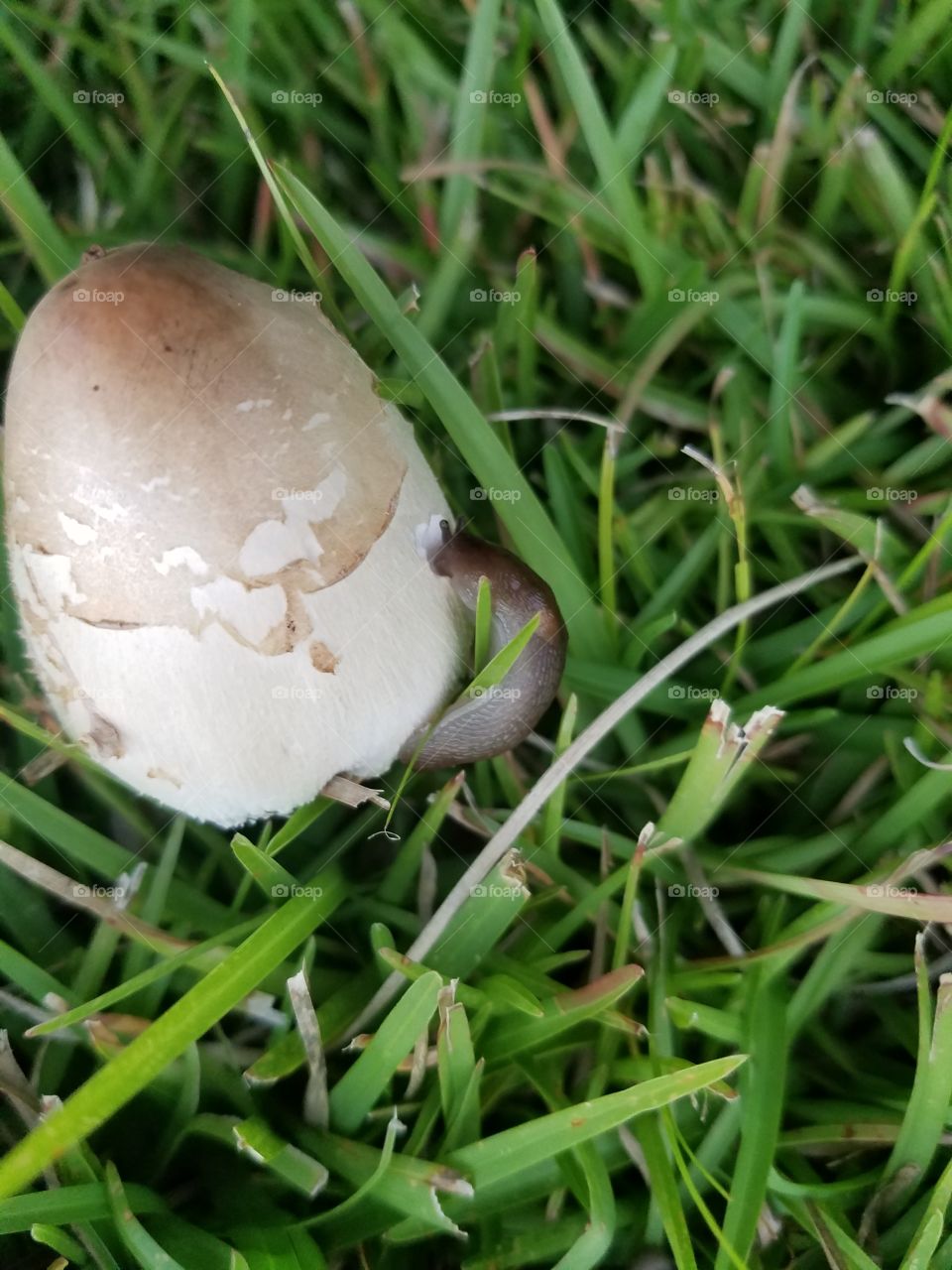 slug eating a mushroom