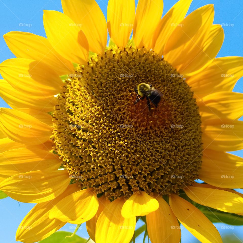 Sunflower close up with a bee.