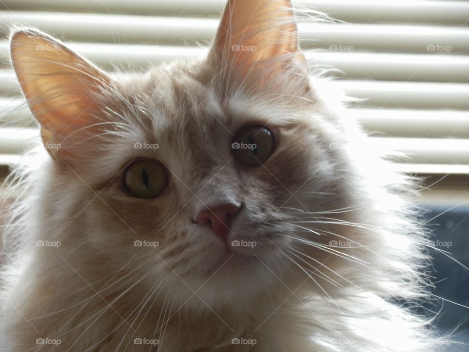 A cat in the sunlight