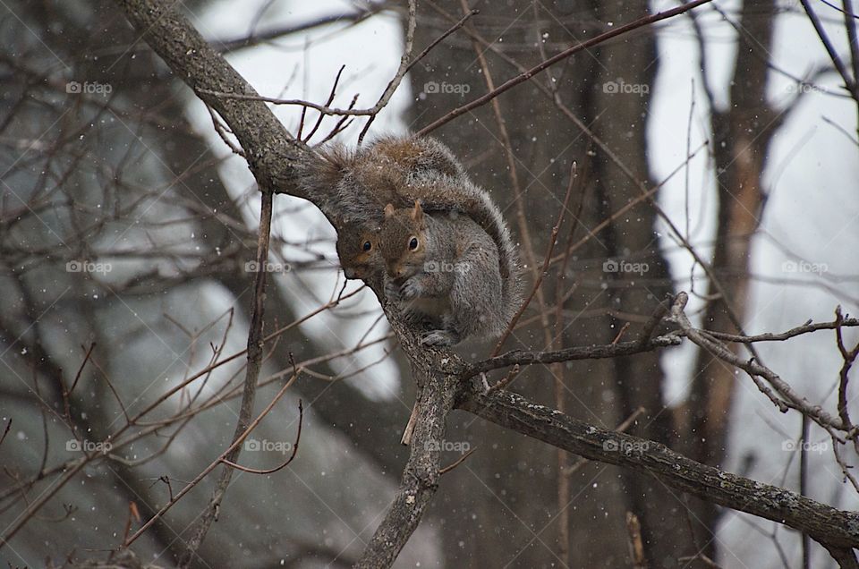 Two squirrels huddled together while the winds whip around and the snows still flying in April.