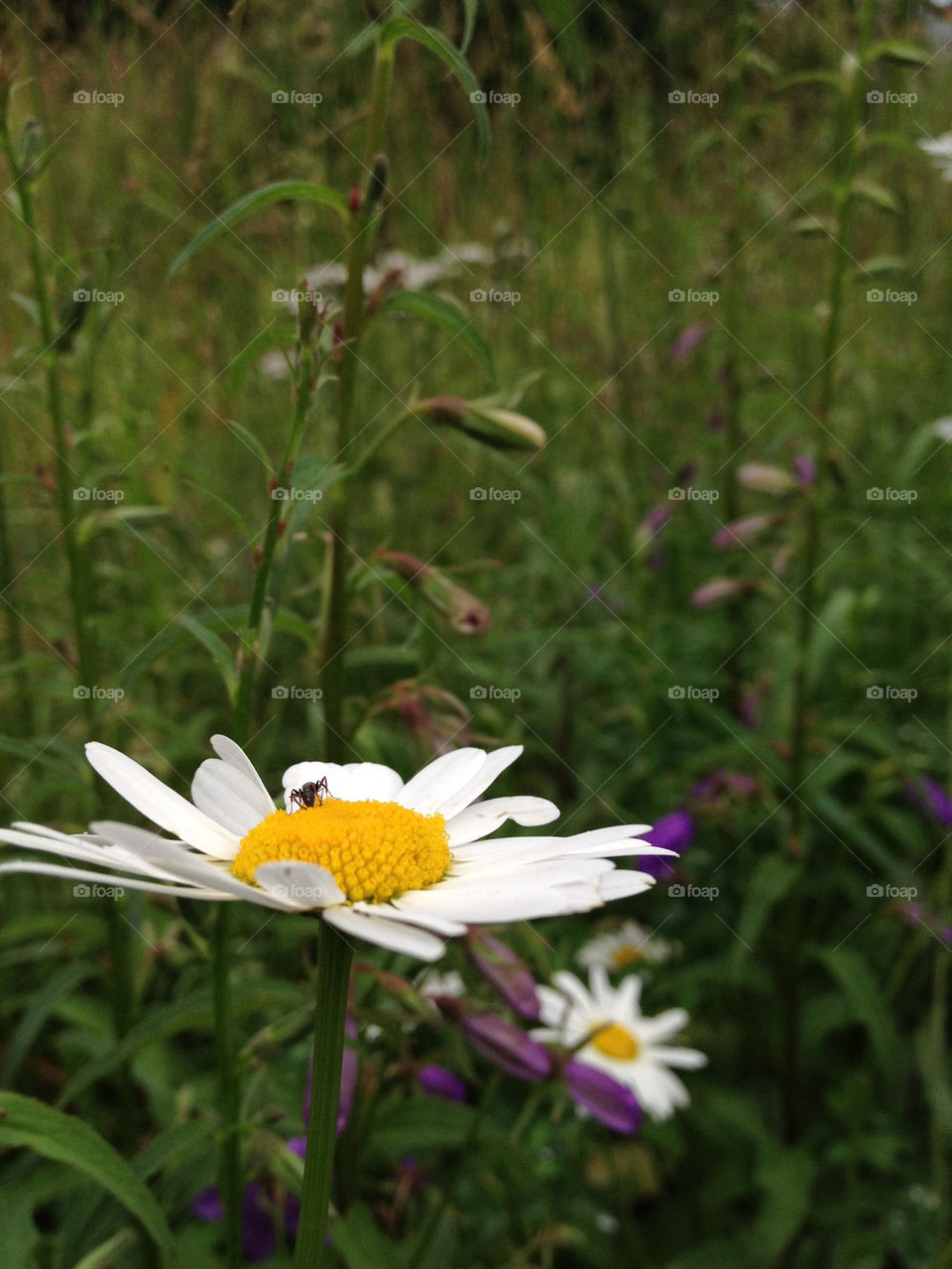 field nature flower sommar by cabday