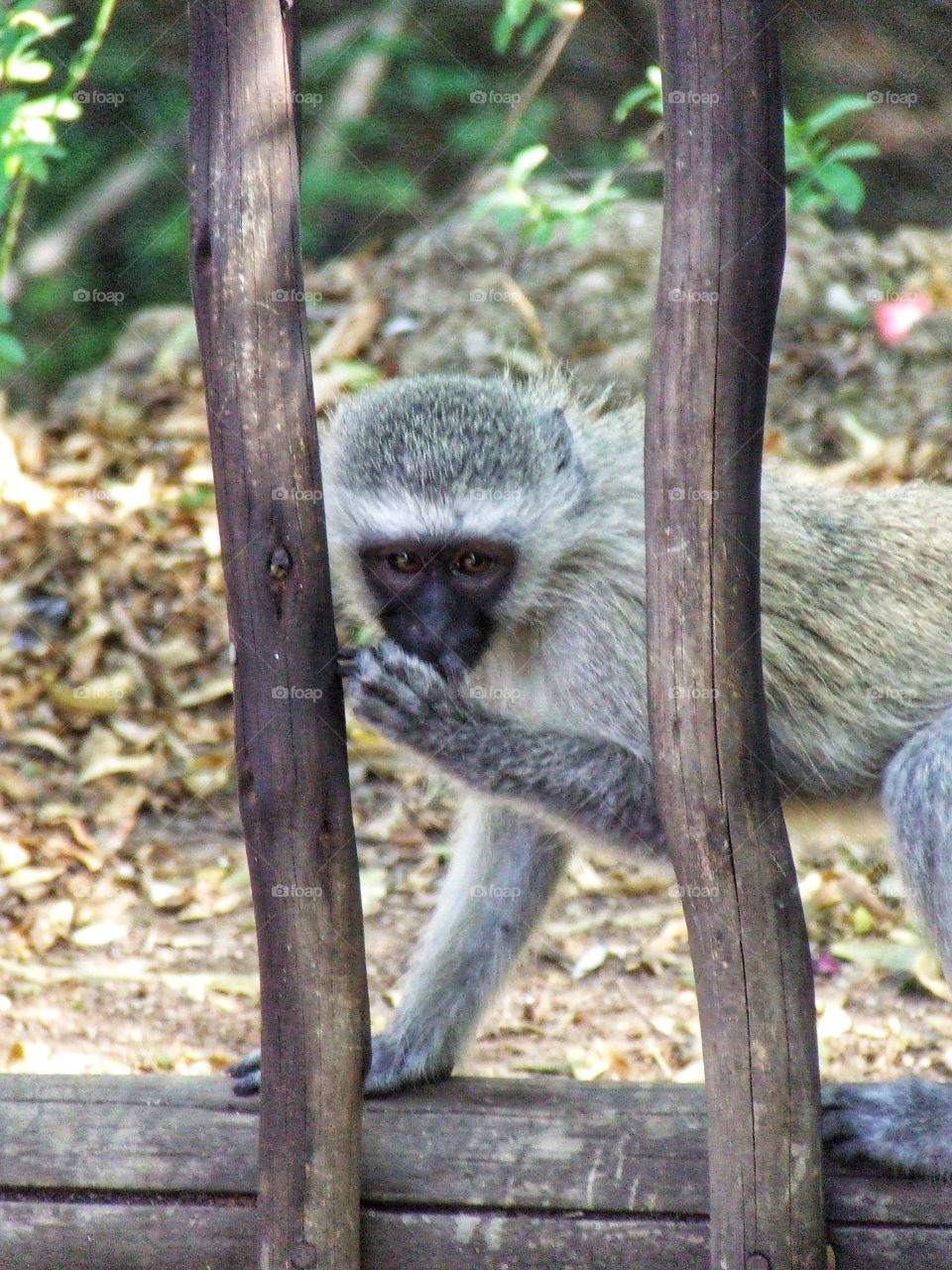 Monkey looking through the fence.