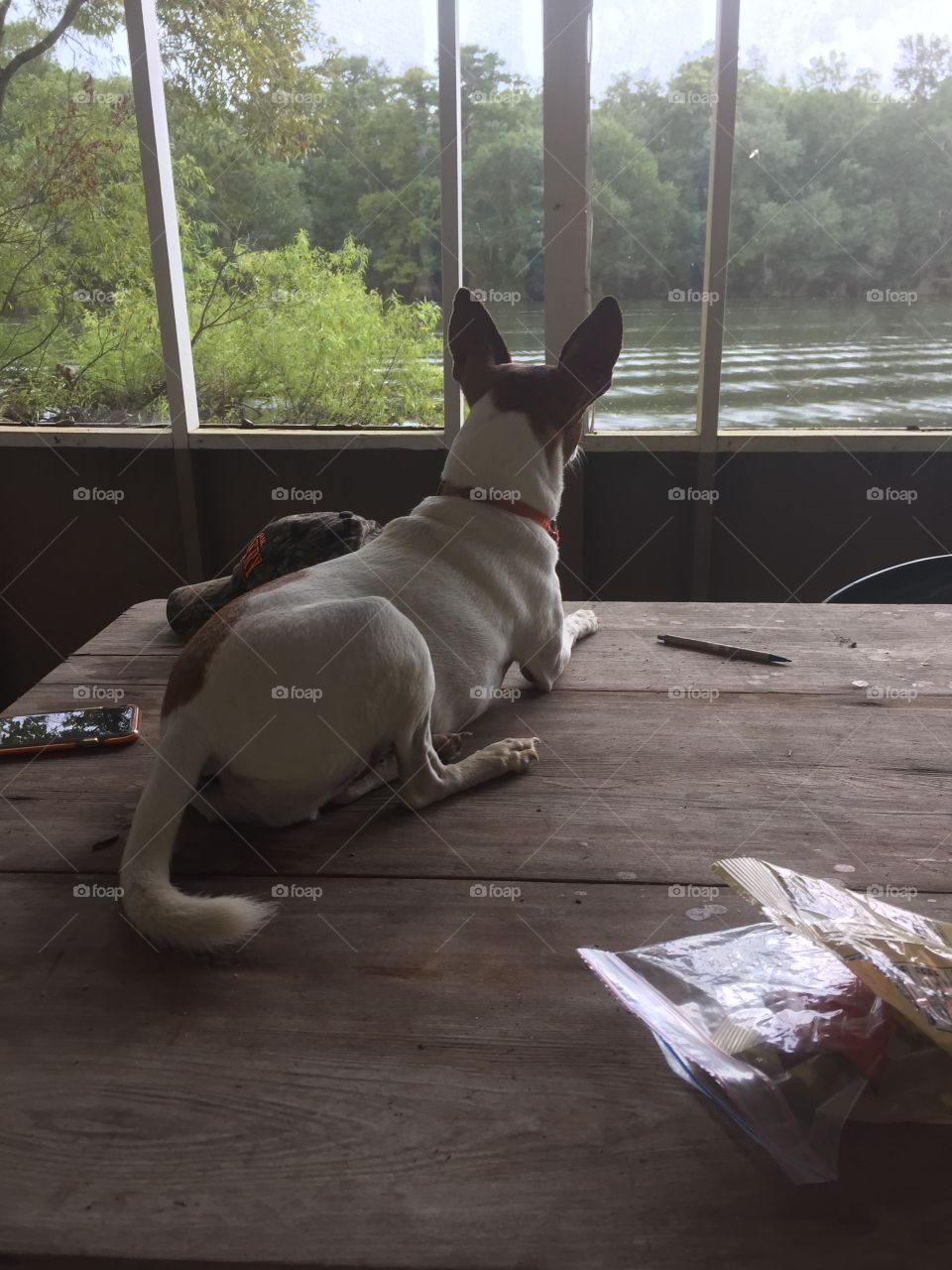 My dog watching the rain and fish jumping on the river.
