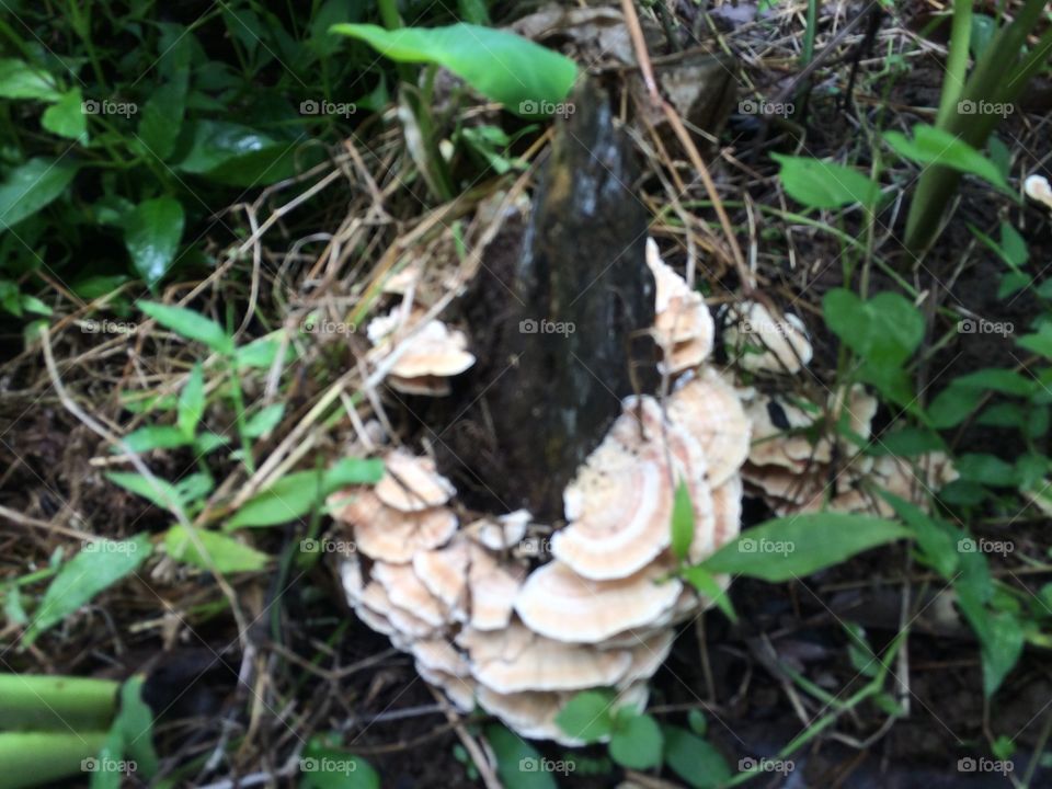 jamur menempel dibongkahan batang