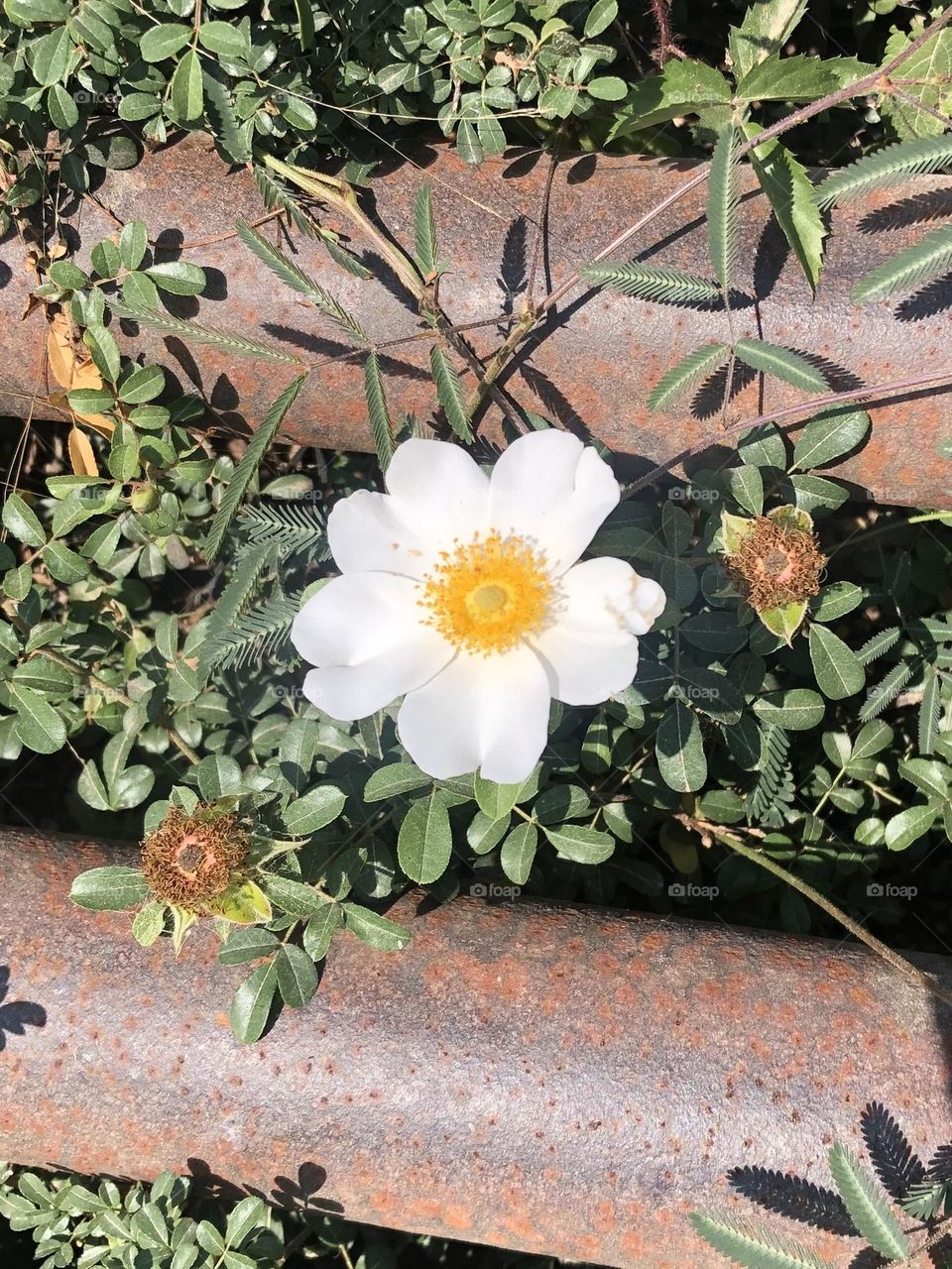 One of our cattle guards has the McCartney roses growing underneath it!! Metal and roses!