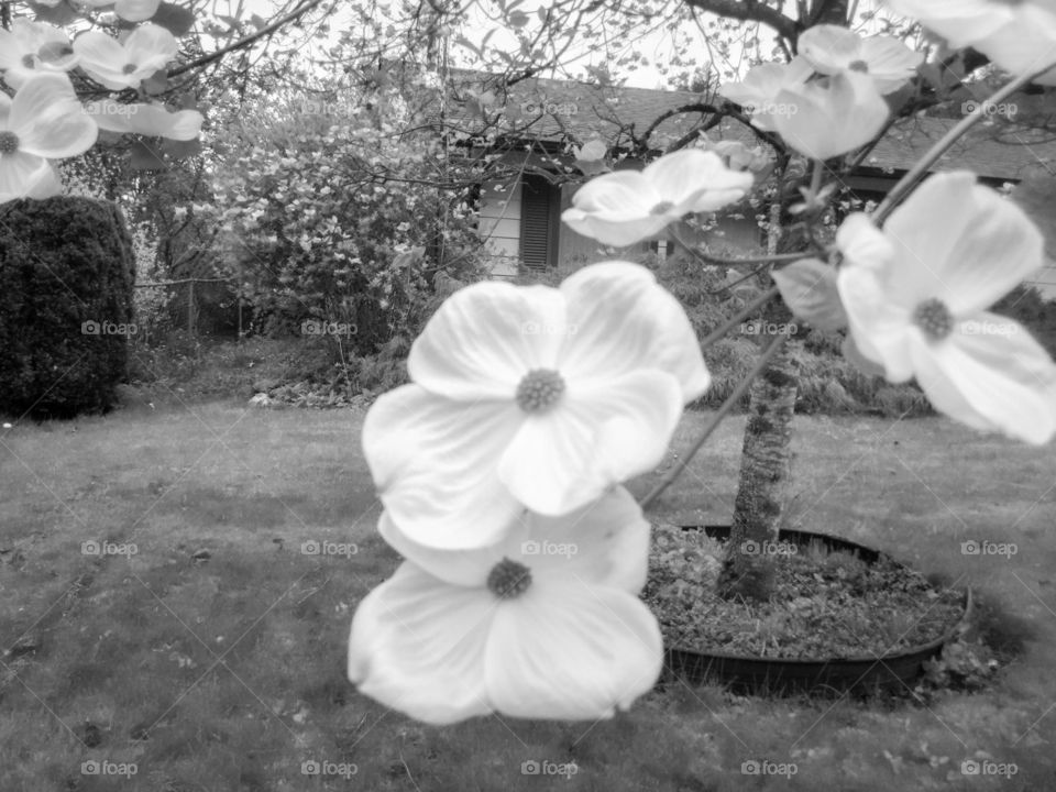 Black and White Photo of a flower on a Dogwood Tree