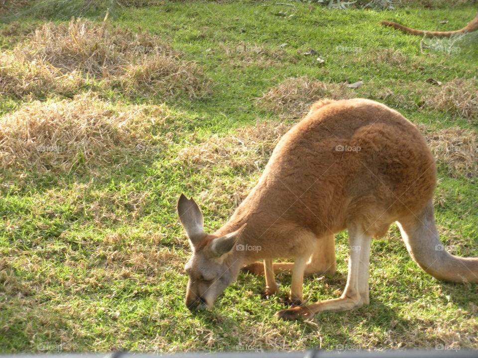 Kangaroo