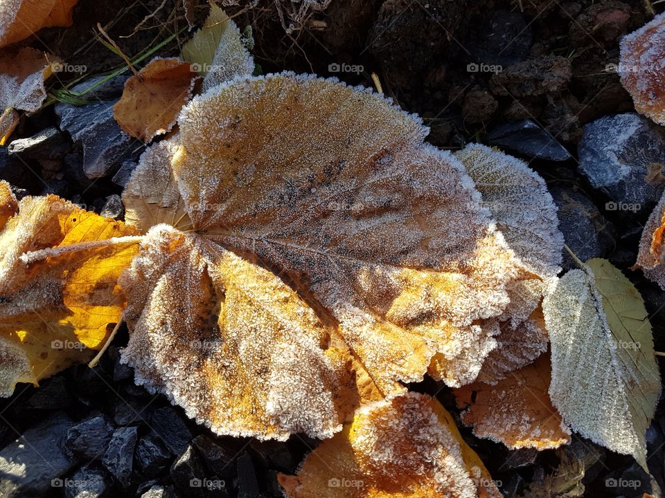 First frost