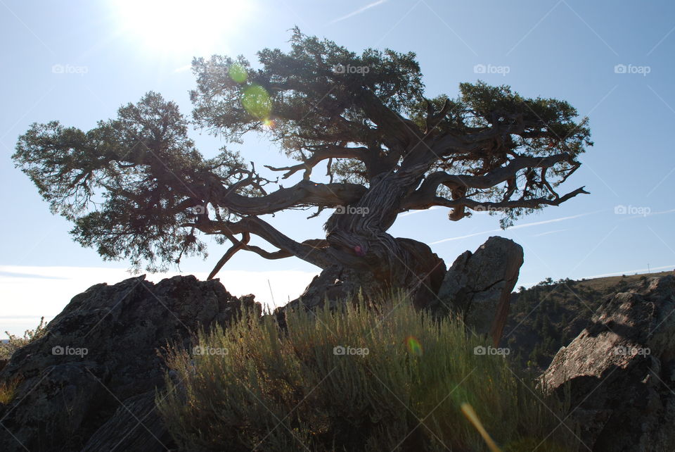 Tree On Top of Island on Blue Mesa, Co