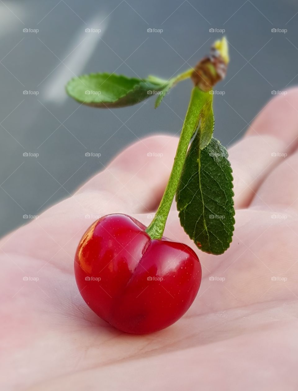 sweet and delicious cherry