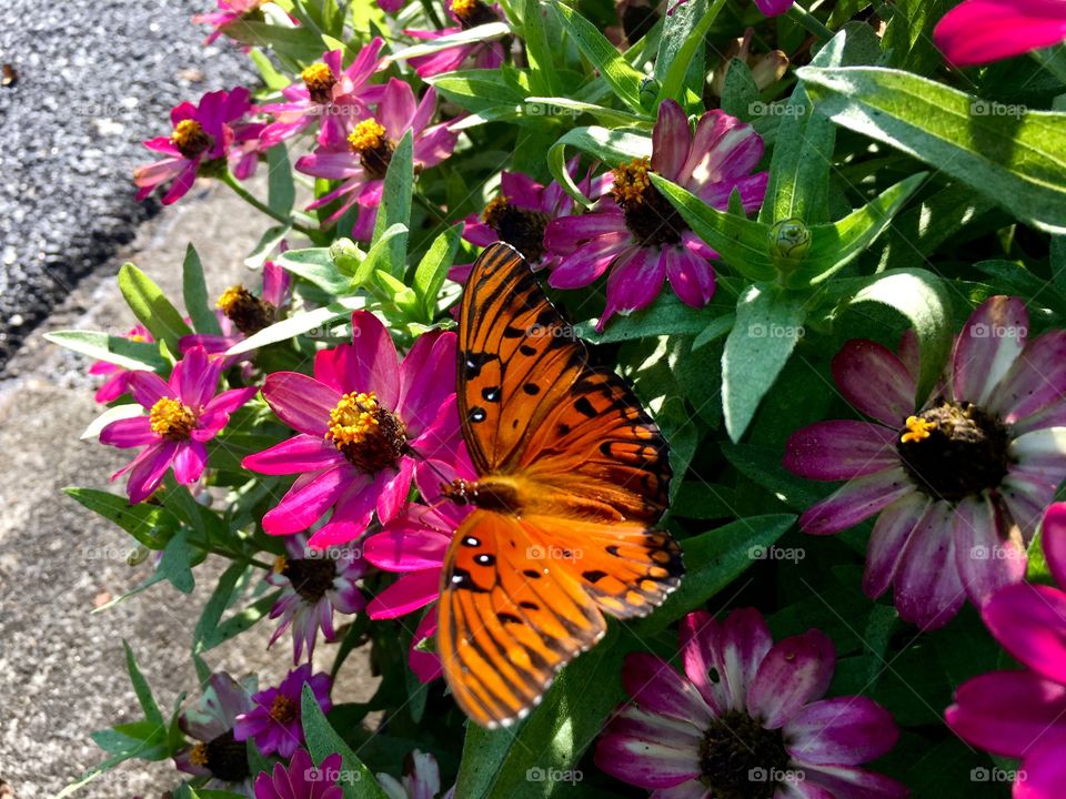 Small butterfly in and on flowers.