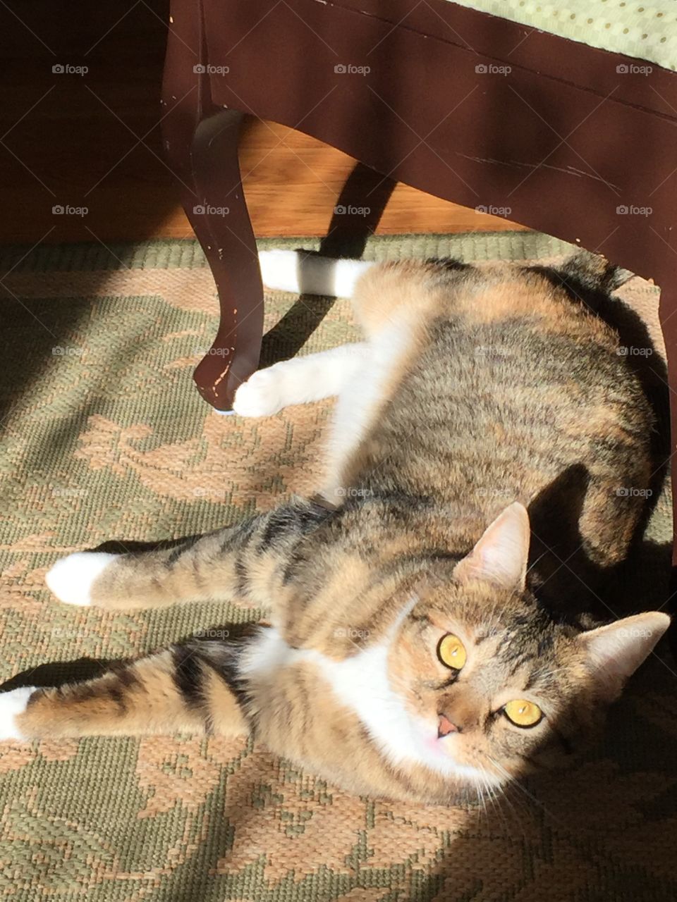 Kitty's love sunshine 