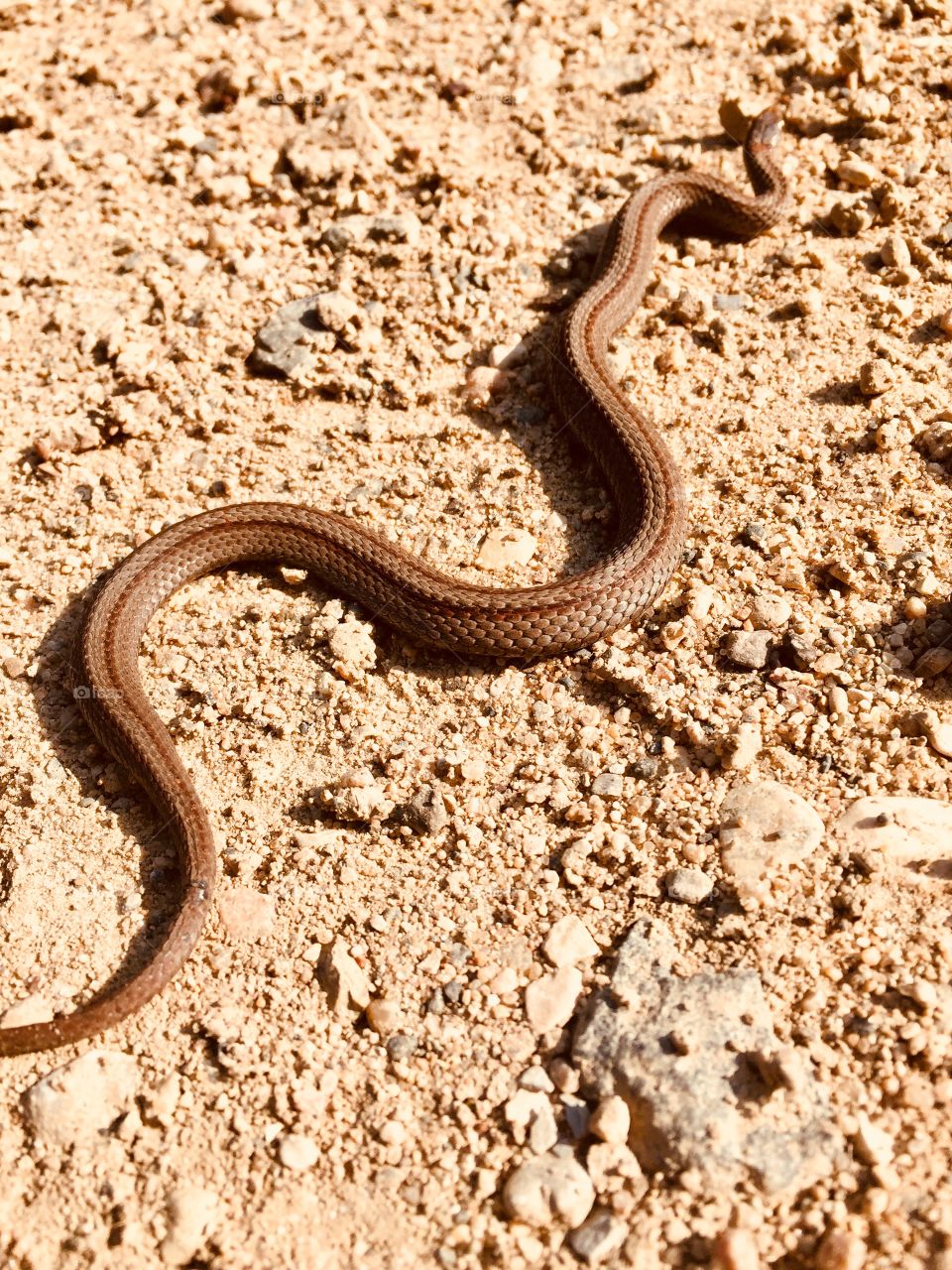 Little snake Brandon hills mb