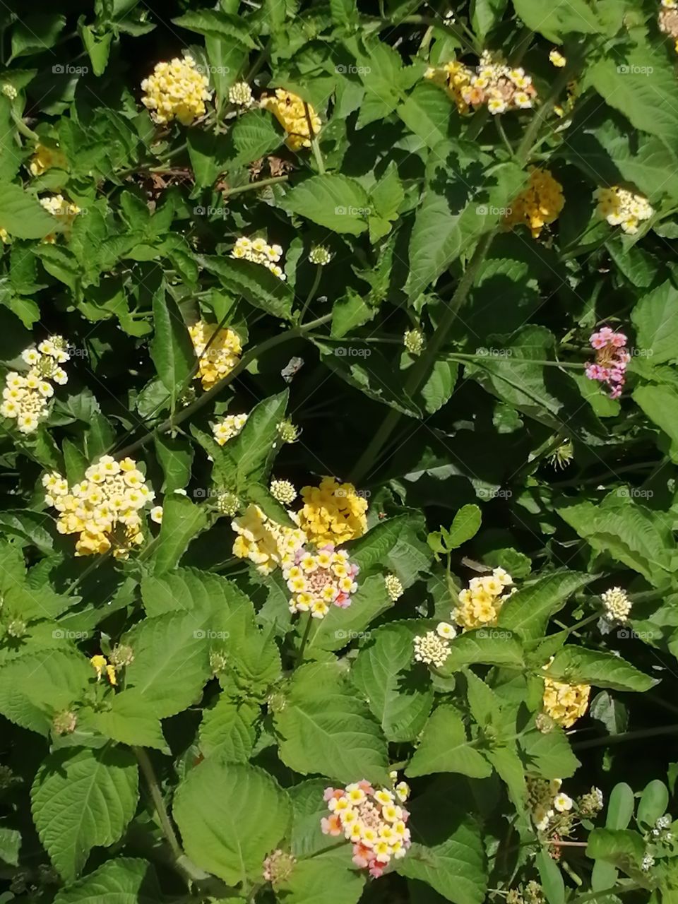 Beautiful pink and yellow flowers in the garden with green plants .