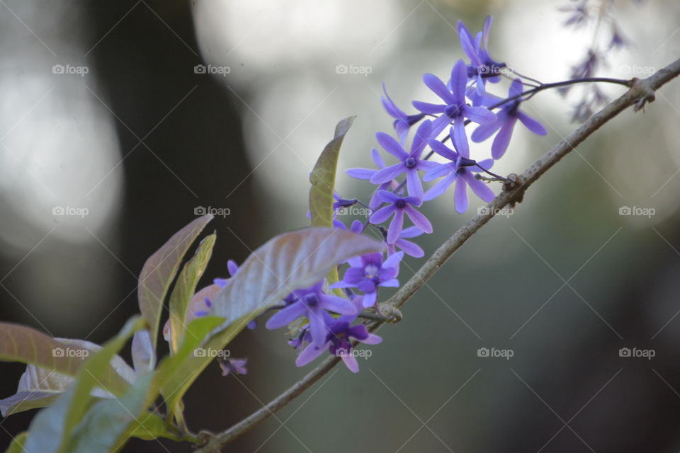 Flowering Plant