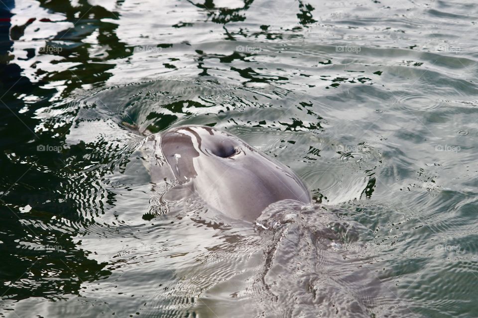 Wild dolphin swimming in ocean