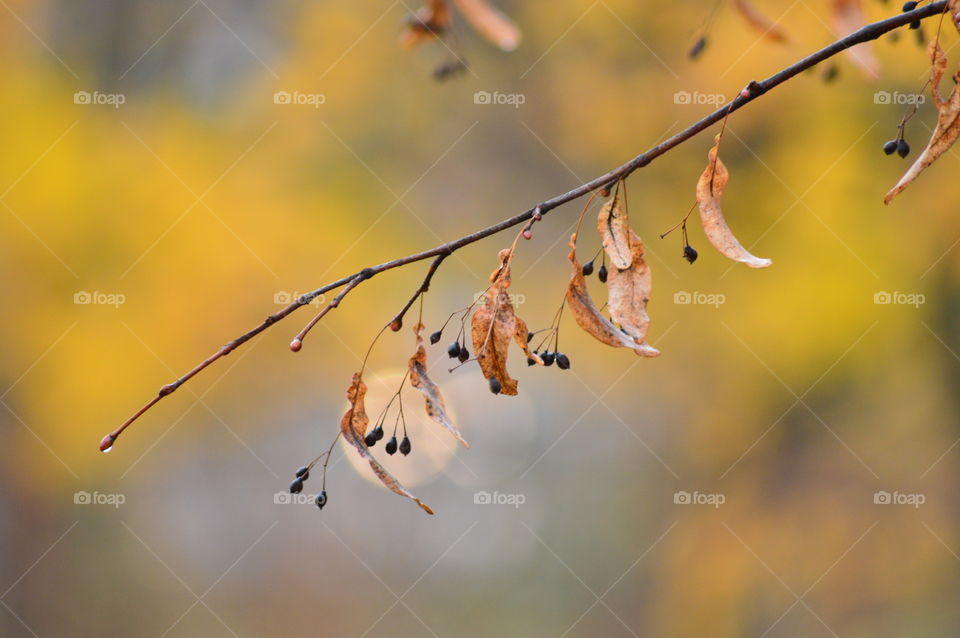 Close-up of twig