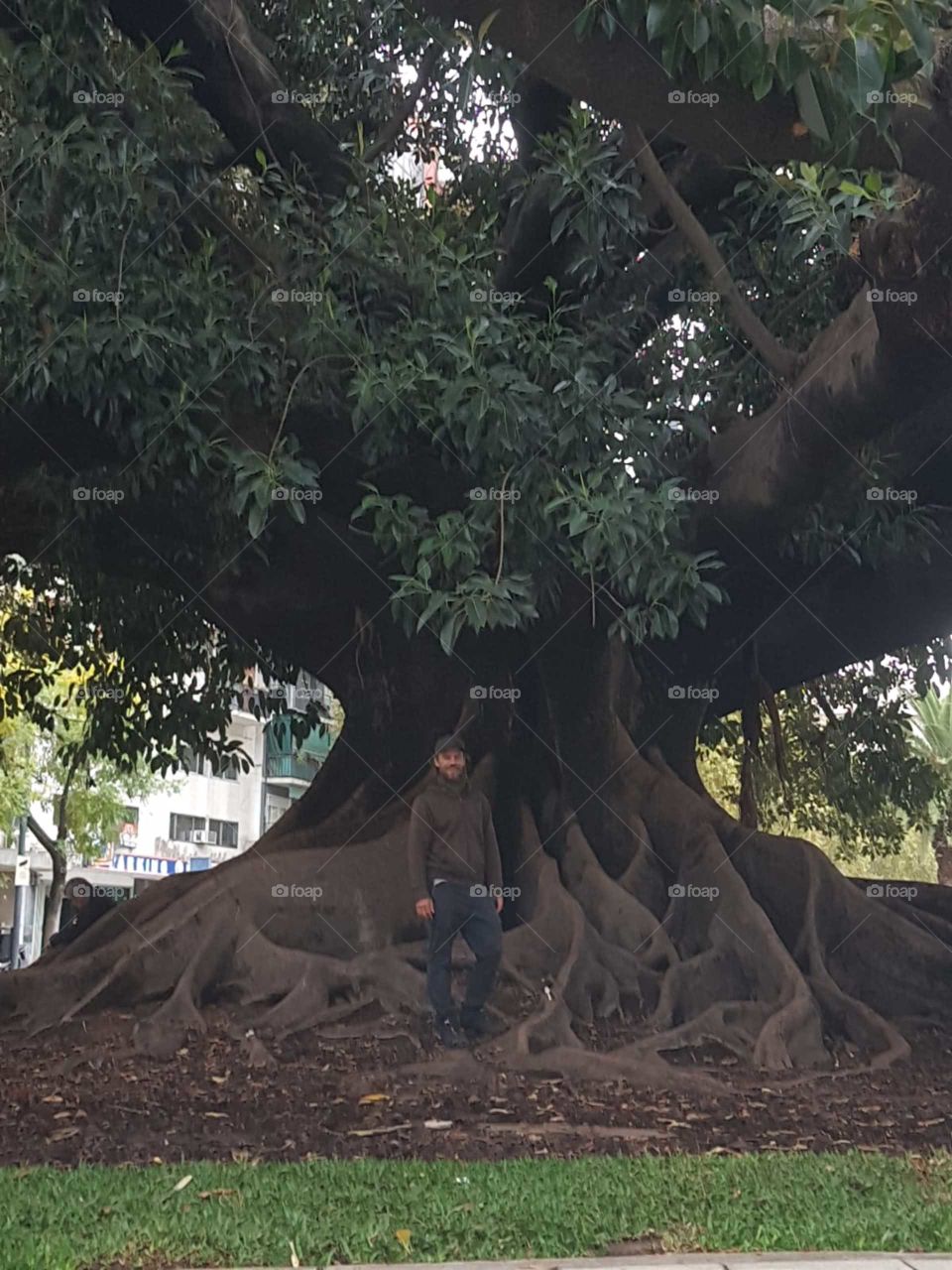 Big tree and me