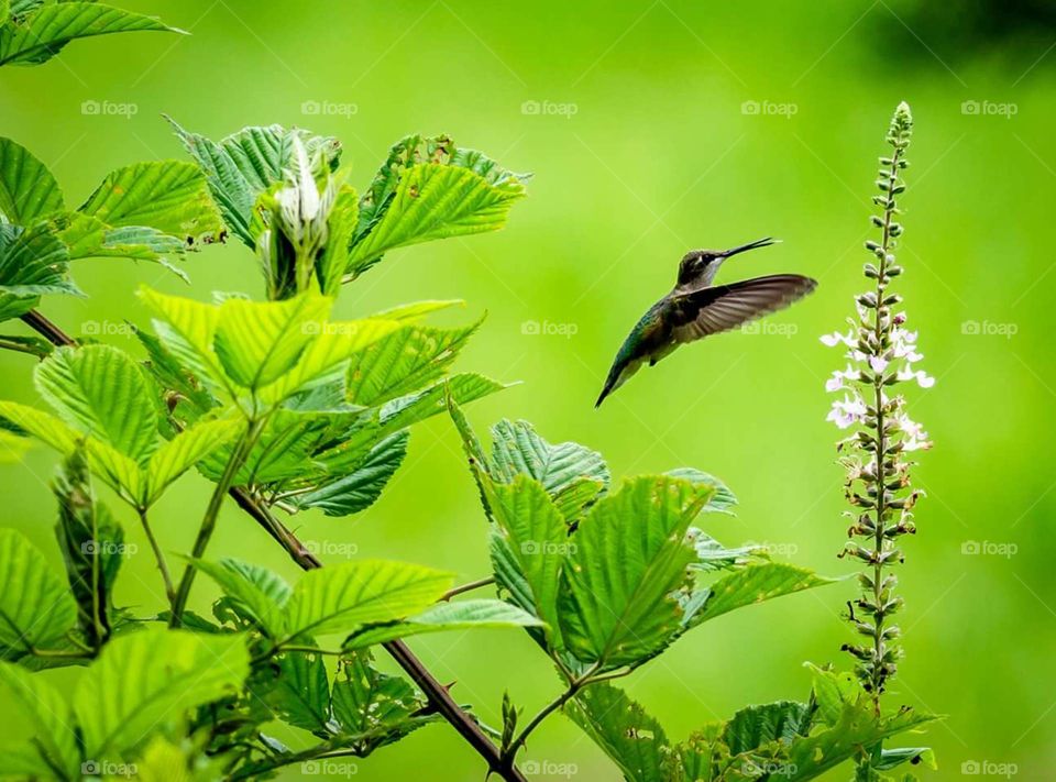 Hummingbird with Tongue Out