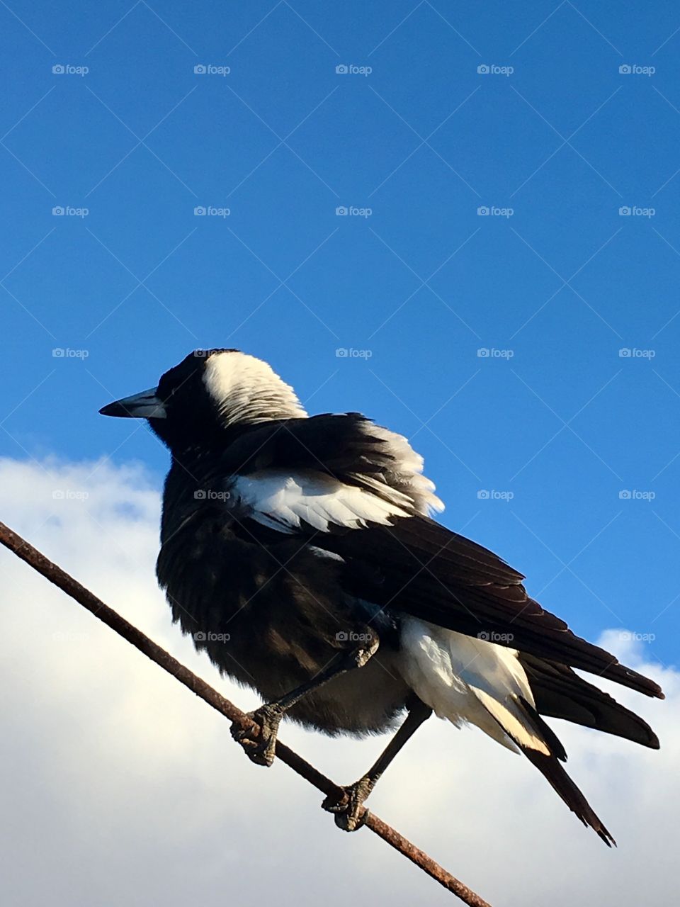 Ruffles feathers, wild magpie perched on wire outdoor blue sky 