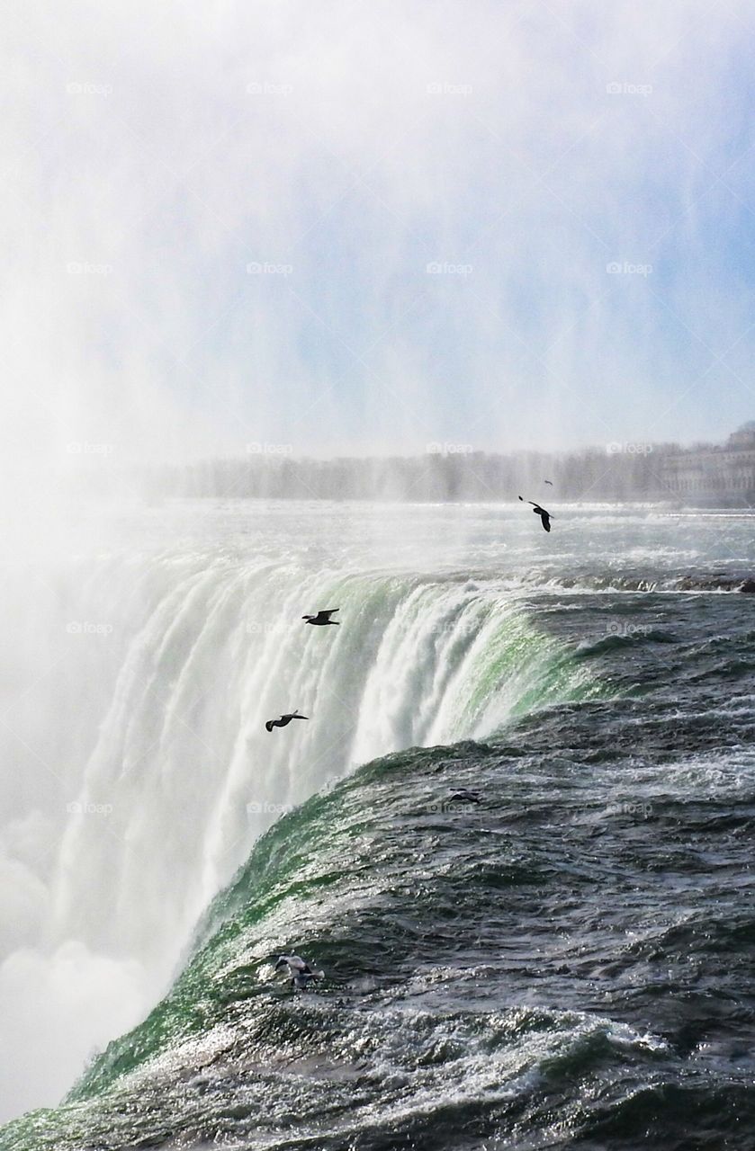 Seagulls gliding over the brink of the falls