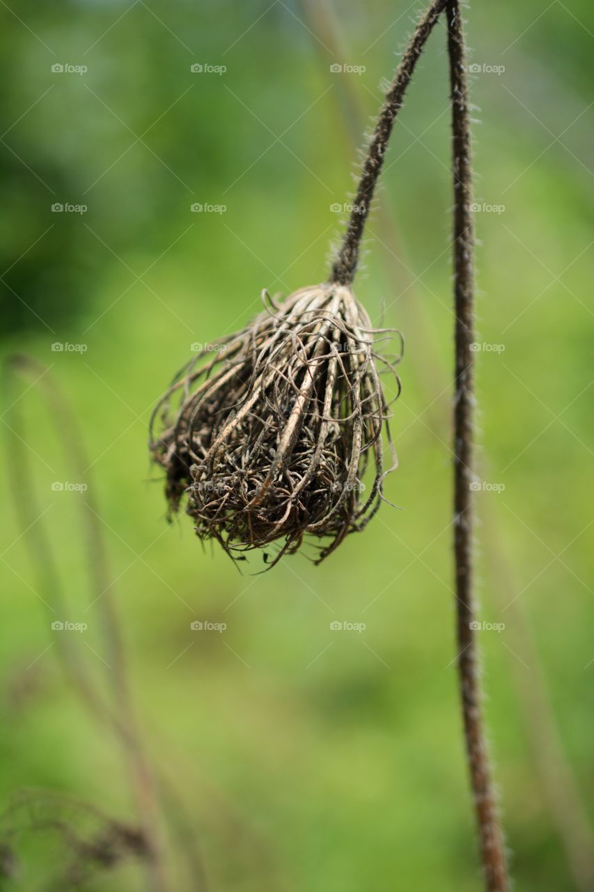 Dead Queen Anne's Lace