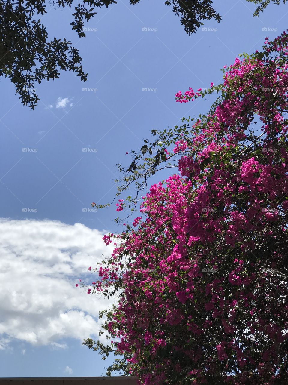 Floral Tree Sky