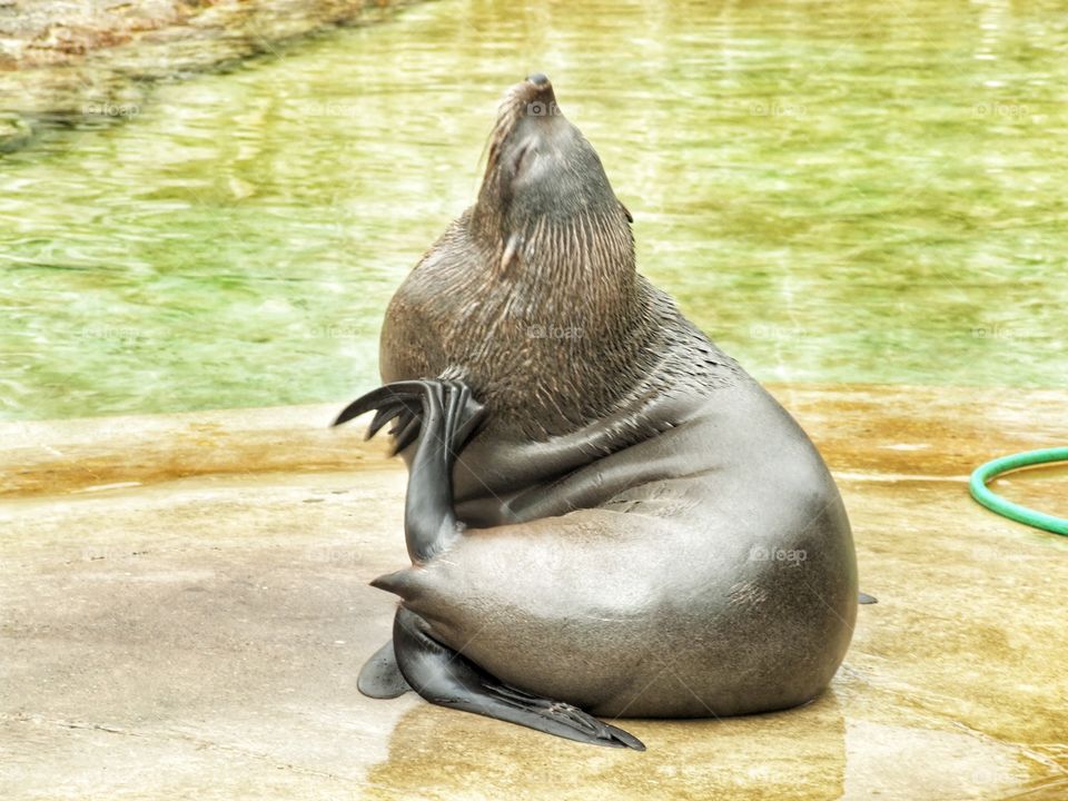Seal posing for a portrait