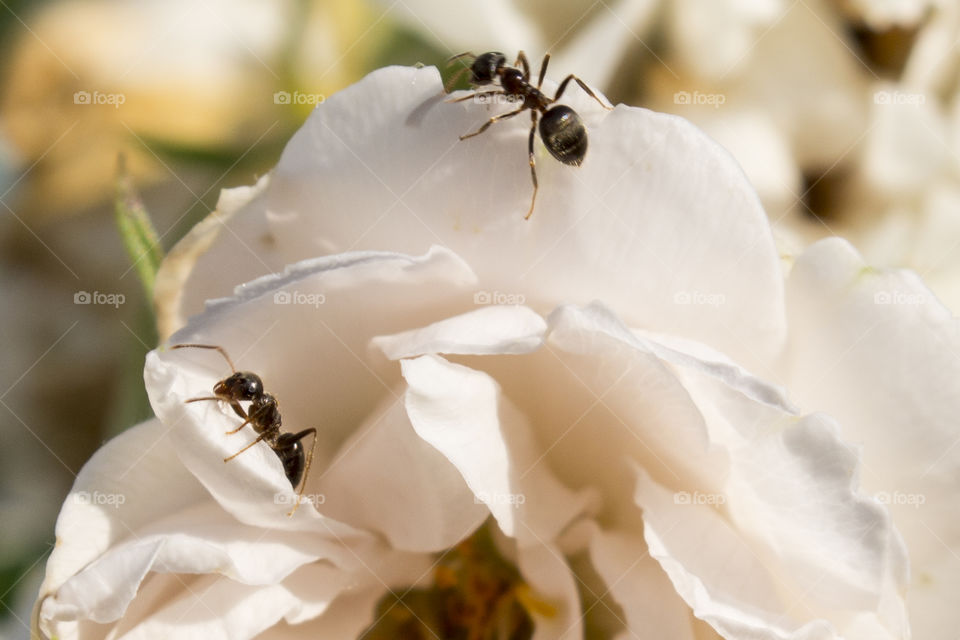 Working ants on flower petal