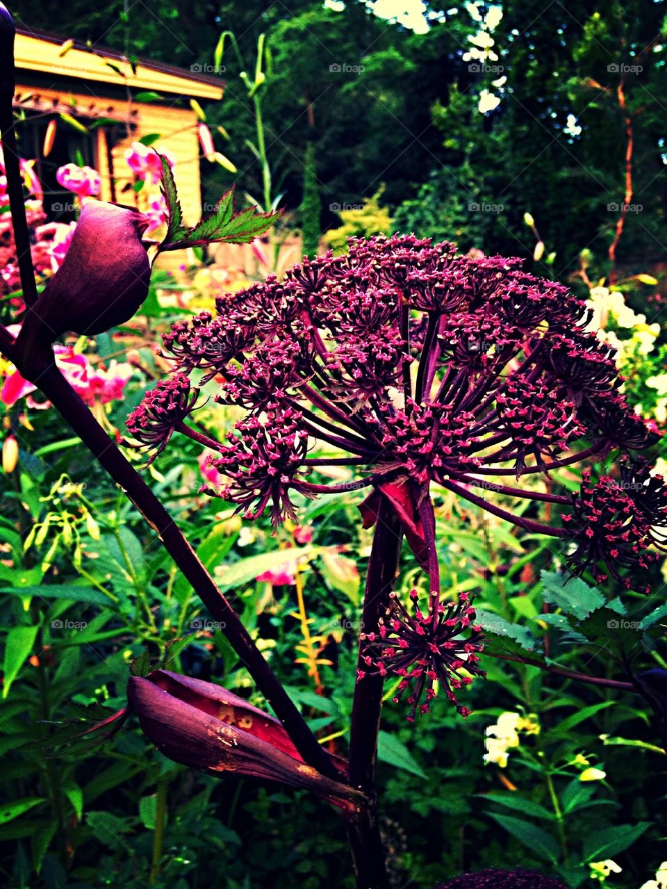 Angelica gigas