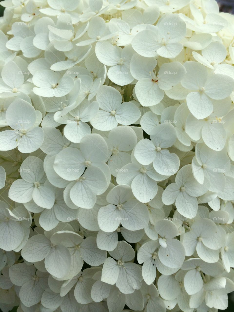 White hydrangea . White hydrangea 