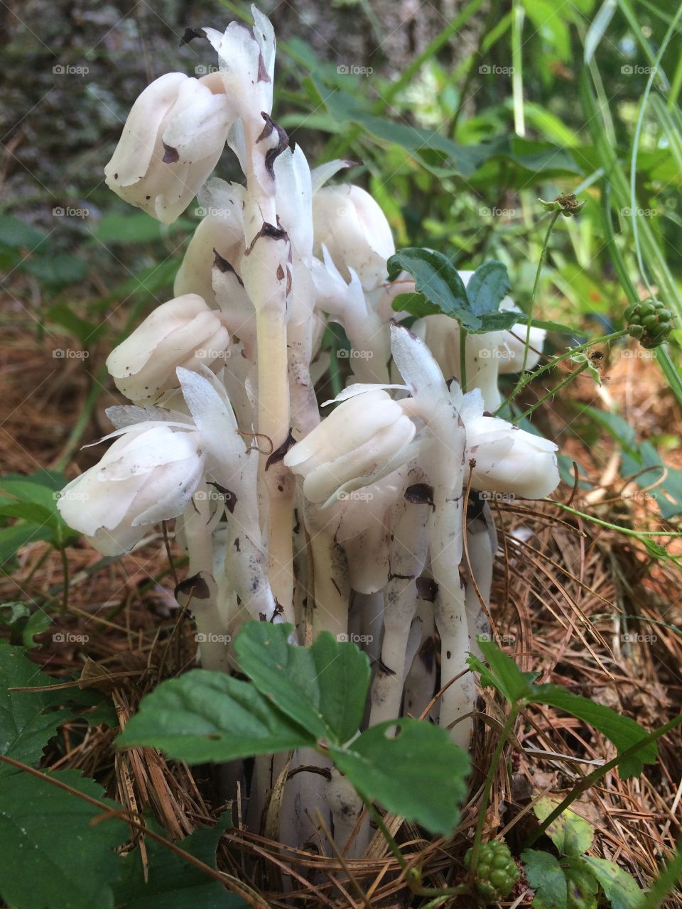 Indian Pipe Ghost Flower 