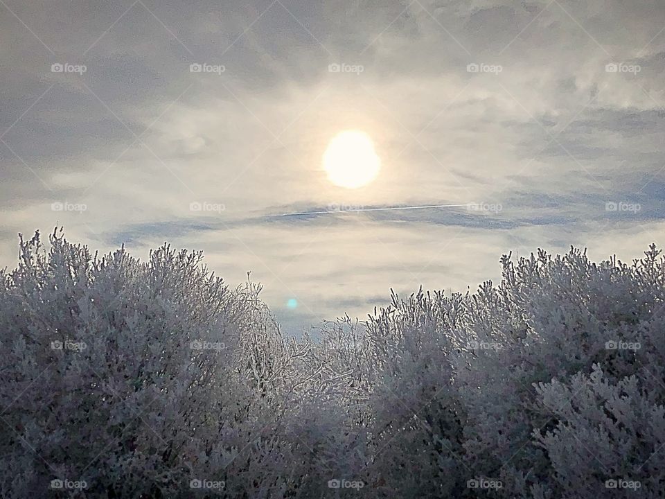 Sun shines through the frost 