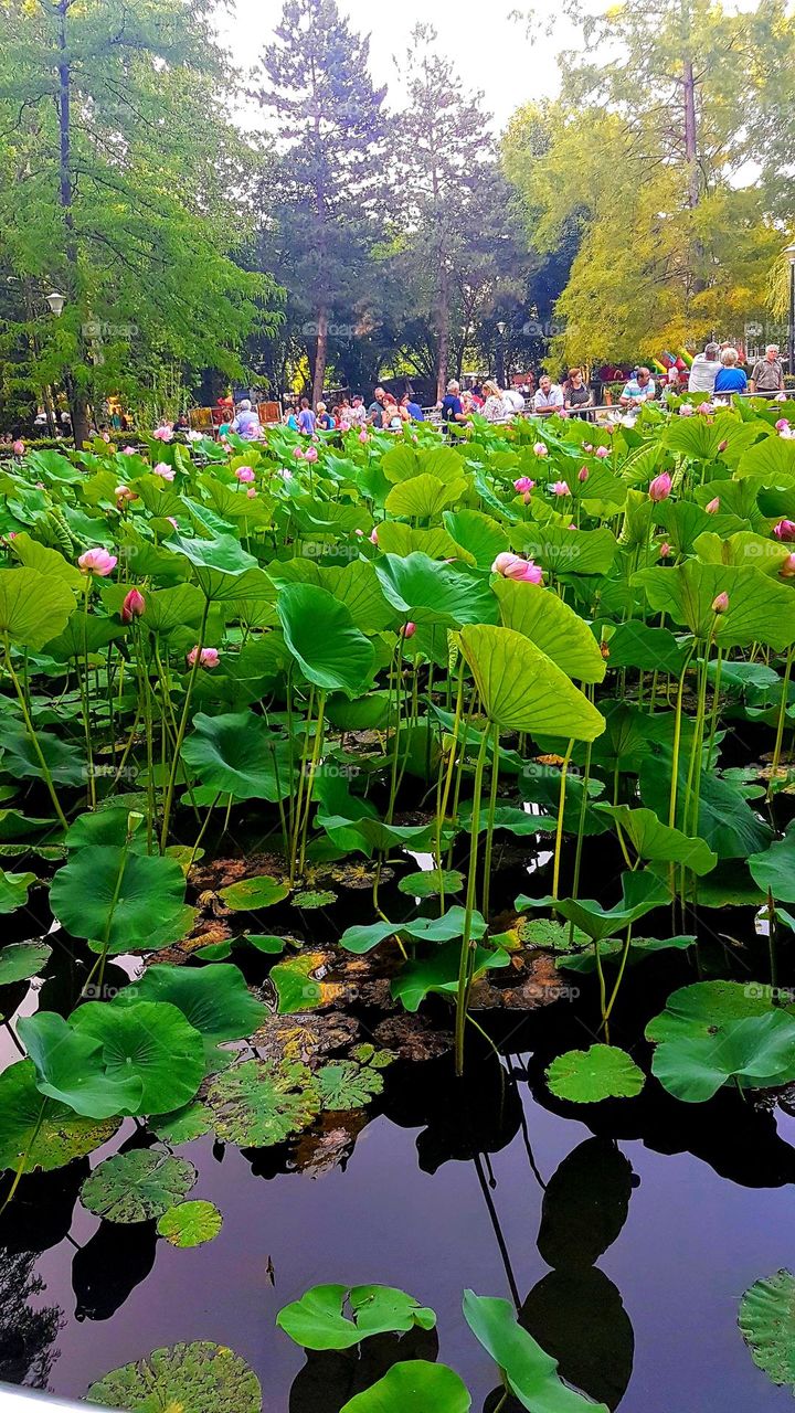 waterlilies  of Baile Felix, Romania