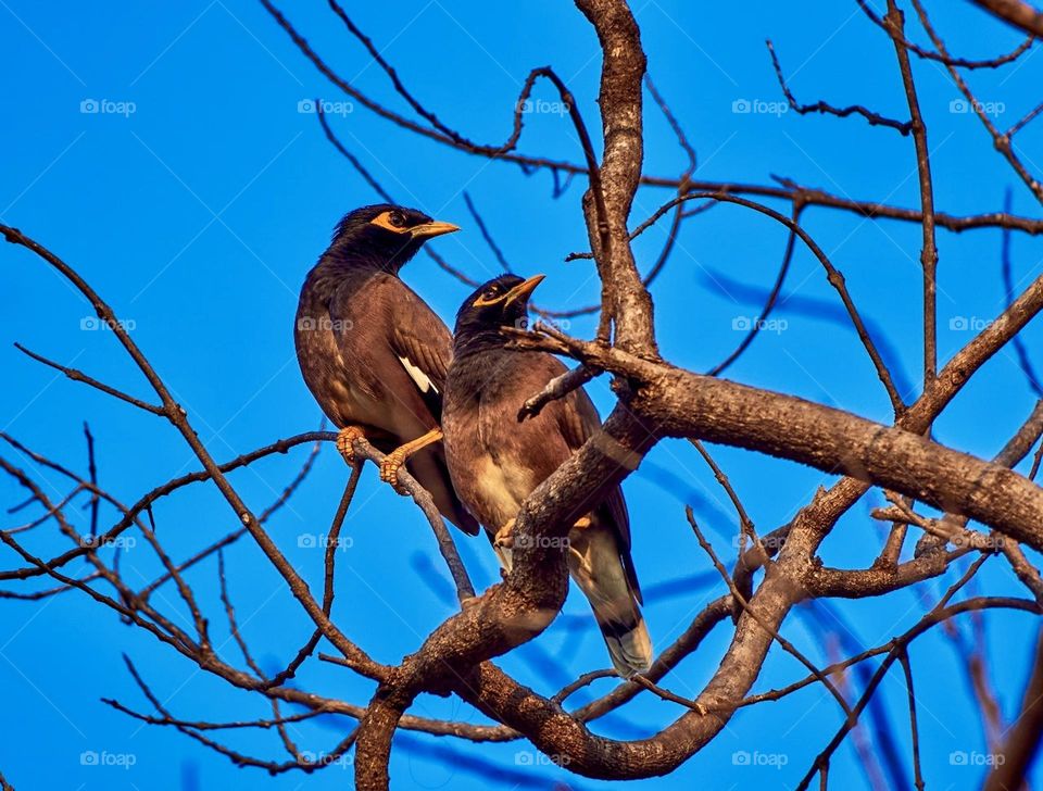 Bird photography - Myna - Pair 