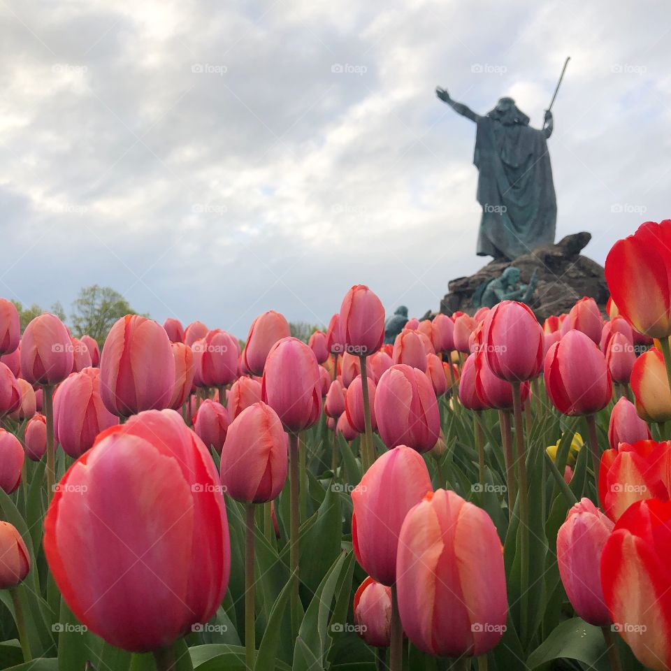 Spring Tulips in Albany, New York