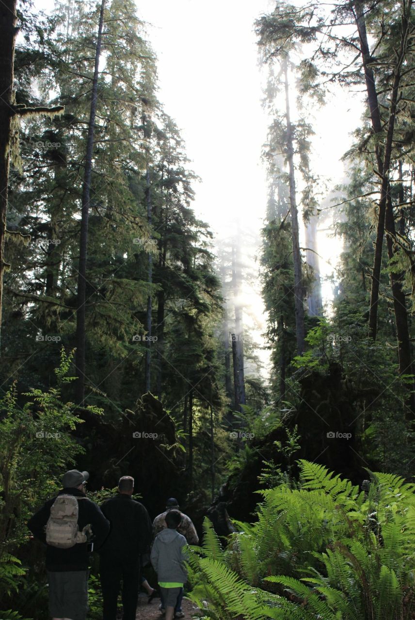 A Hike to Remember with a group through fog and sequoias in Jedidiah Smith Redwoods State Park, California