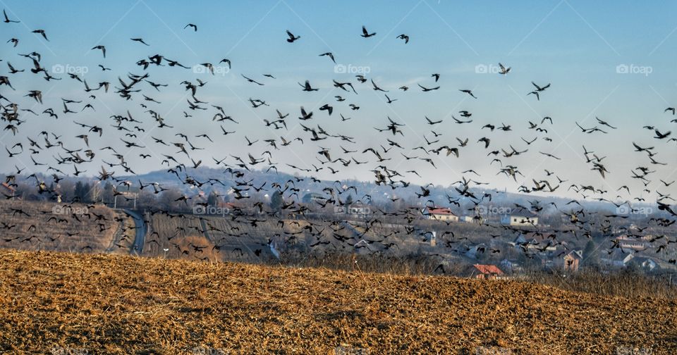 Bird, Goose, Flock, Wildlife, Seagulls