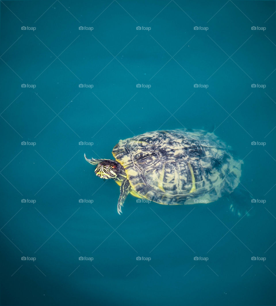 Turtle in pond