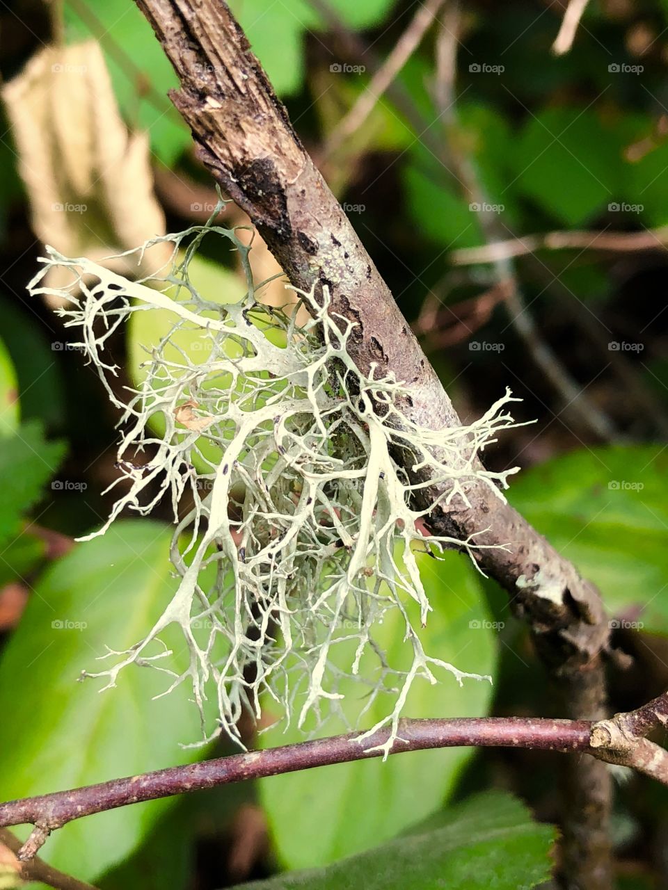 Lichen Moss On Tree Branch Twig