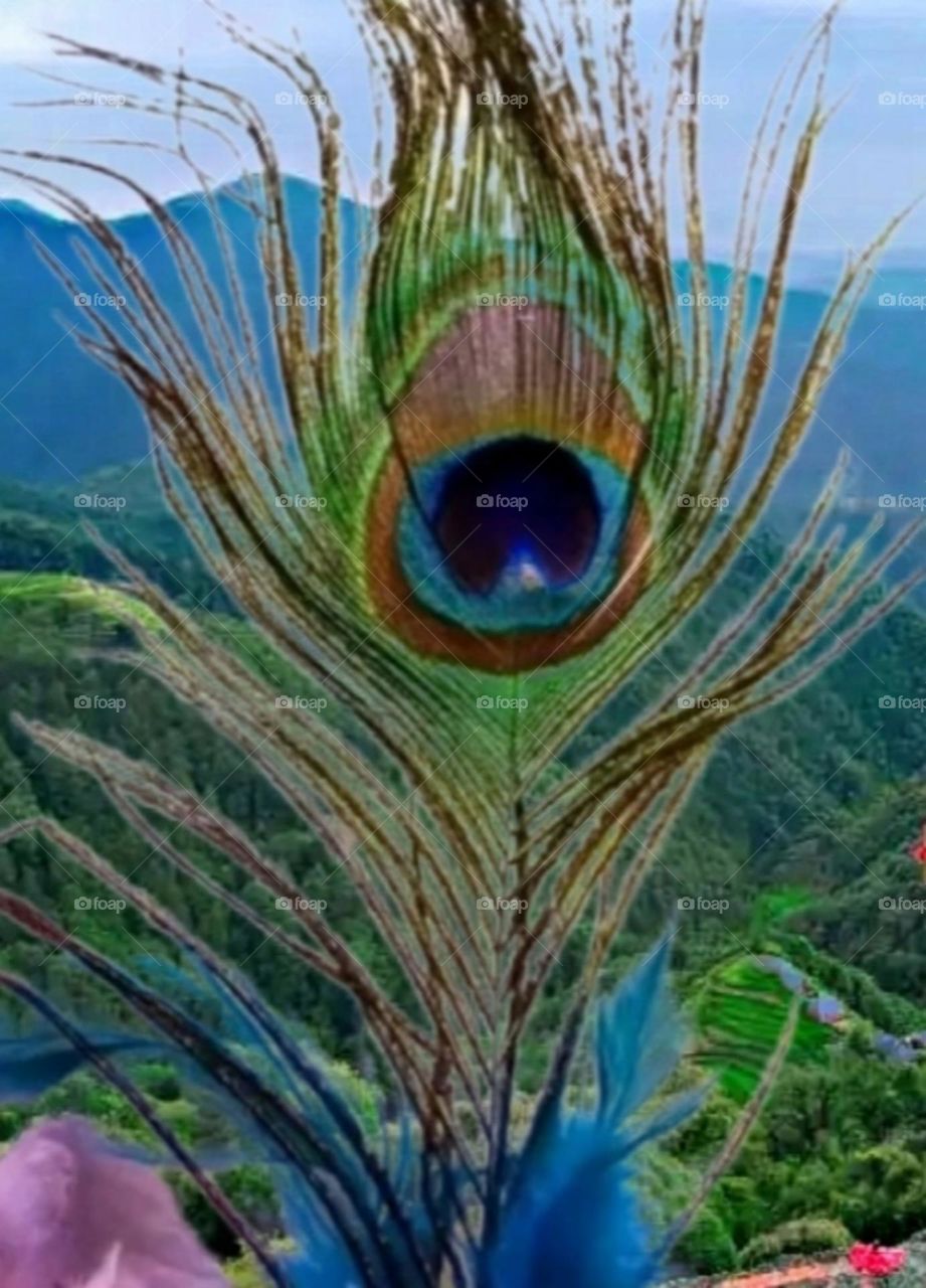 A beautiful and attractive view of peacock feather.